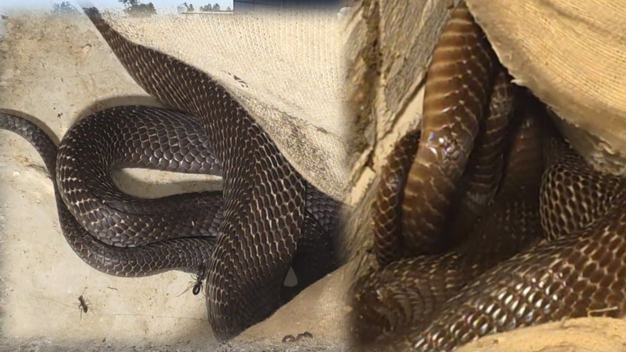  बैठे थे नाग-नागिन युवक ने क्या बोला