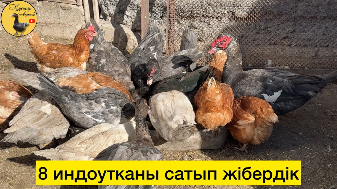 Индоуткаларды іріктеудеміз. 05.10.2025ж