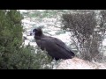 GREFA - Coma, buitre negro nacido en  Boumort en 2012, video 3 - 28-09-12