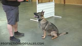 Super Work Session 'Nessa' Sable German Shepherd Family Raised Prof/Trained Home Security Protection