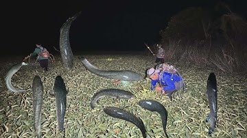 Kích cá lóc vô mánh nửa rồi cả nhà ơi @utdeodongthap 