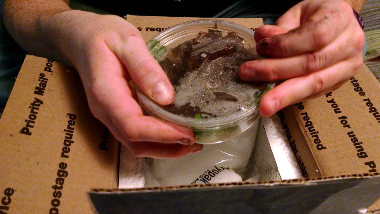 Unboxing Arena Blanca dart frogs! YouTube