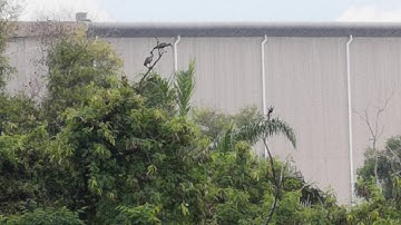 Hadada ibis spotted in Subang Jaya SS19