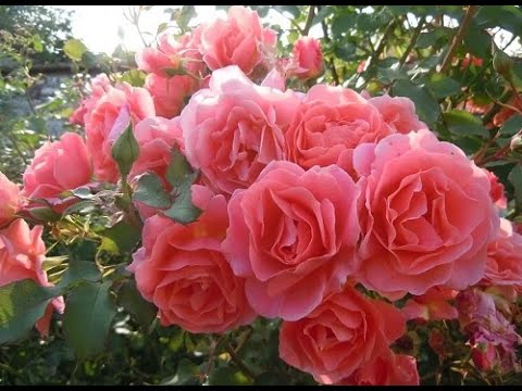 ТОП-7--РОЗЫ КРУПНОЦВЕТКОВЫЕ с нежным и ярко выраженным ароматом - YouTube