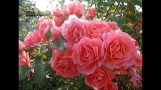 Видео ТОП-7--РОЗЫ КРУПНОЦВЕТКОВЫЕ с нежным и ярко выраженным ароматом (автор: Сад Чудес)