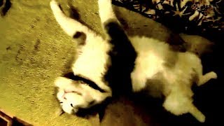 Cat In Very Deep Sleep by GOOD ALEX 181 views 3 years ago 49 seconds