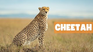 SPRINTING THROUGH TIME: THE FASCINATING TALE OF THE CHEETAH'S LIFE by The Fauna Corner 646 views 2 months ago 7 minutes, 54 seconds