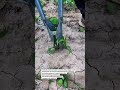 Manual Soil Hole Digger Tool in Action! #FarmingTools #AgriTech #FarmLife