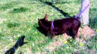 Meet Sunshine A Terrier Currently Available For Adoption At Petango 3252011 102151 Pm