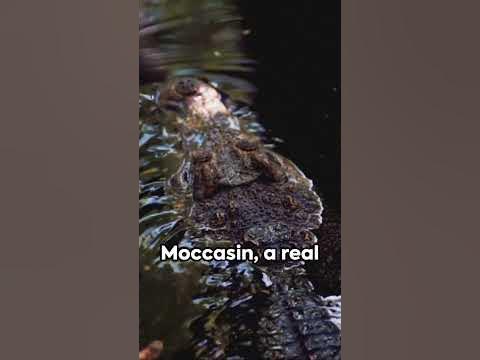 Top 3 Venomous Snakes "America's Deadliest" #youtubeshorts #aigenerated