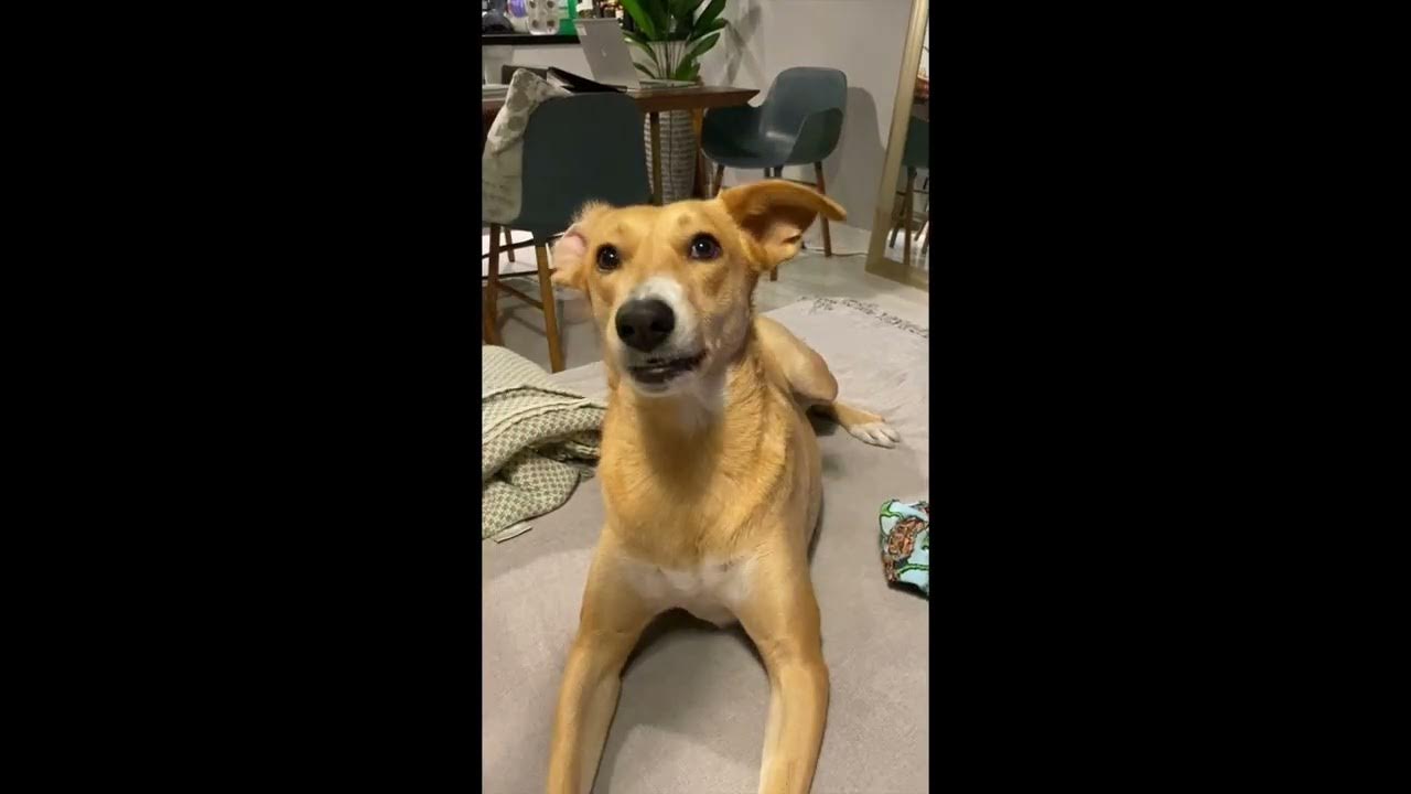 Chop Suey Dog YouTube