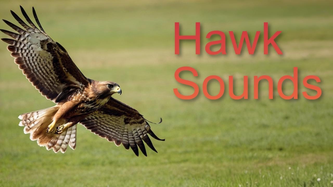 Hawk Sounds 🦅 Red Tailed Hawk Screaming - YouTube
