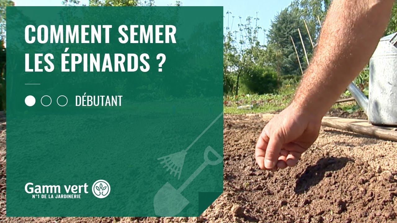 [TUTO] Comment semer les épinards Jardinerie Gamm vert YouTube — free download