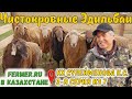 Вот это эдильбаи! Экстерьерные особенности баранов-производителей Эдильбаевской породы овец