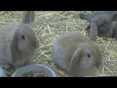 How To Breed Rabbits - YouTube