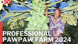 How to become a BILLIONNAIRE farming pawpaw