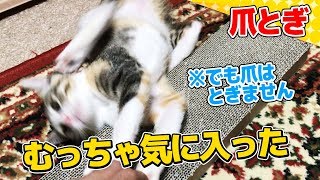 【猫】ケージ内の爪とぎが不評だったので外に出してみたら：20日目【Kitten】