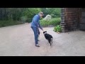 How To Heel, Step 1, Dog Training In San Jose How To Heel, Step 1, Dog Training In San Jose