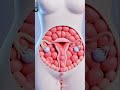 Menstrual Cycle 3D Video | Reproductive System| #humananatomy #3danimation #fertilization