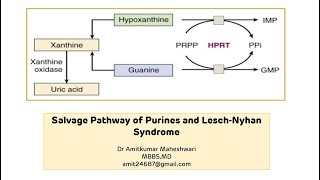 Lesch Nyhan Syndrome || Purine Salvage Pathway || Molecular Biology || Biochemistry