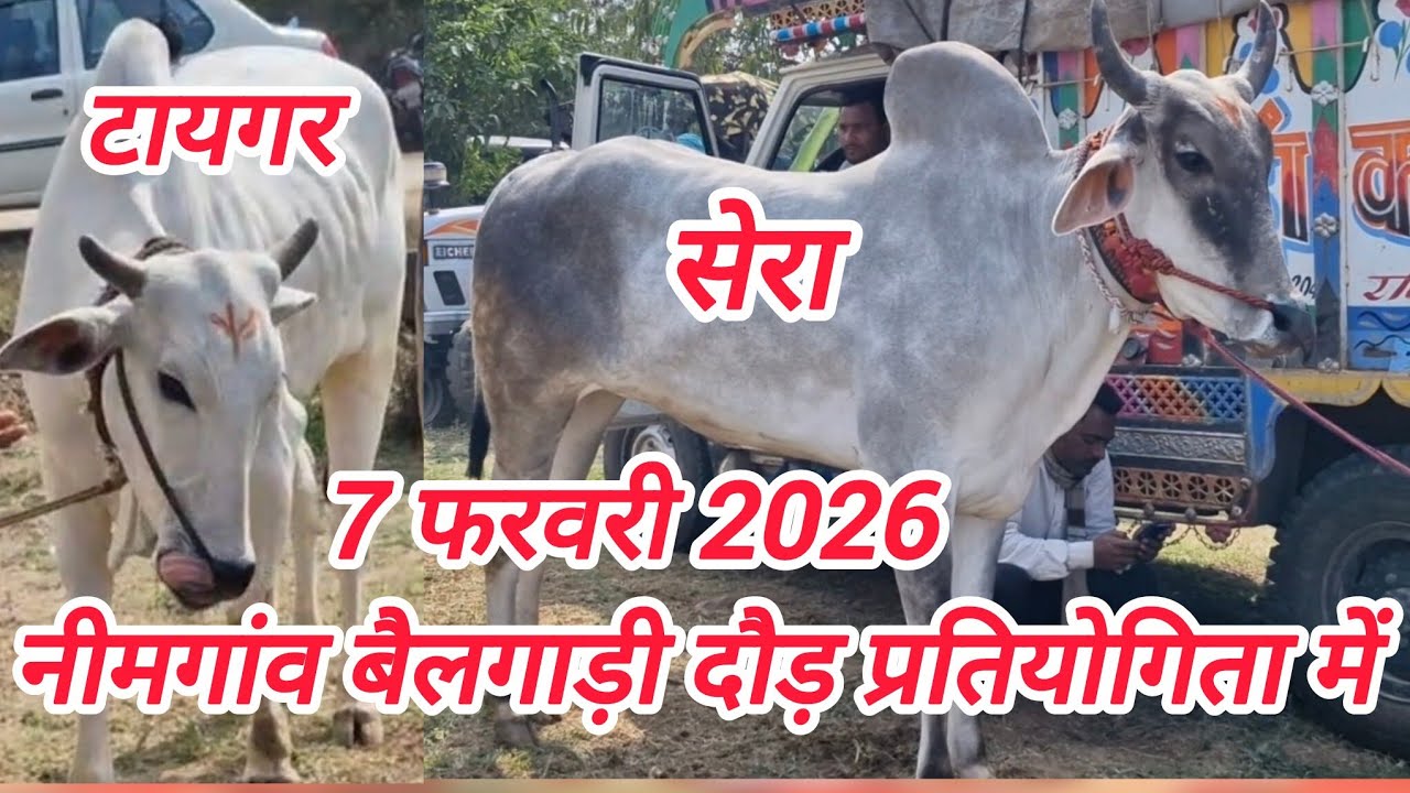 1लाख 2हजार प्रथम पुरस्कार वाली बैलगाड़ी दौड़ प्रतियोगिता नीमगांव में सेरा की एंट्री हो चुकी है