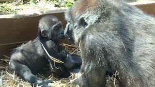 母ちゃんの側で甘えるキンタロウ⭐️ゴリラ gorilla【京都市動物園】baby gorilla kintaro is the most reassuring on the mother's side