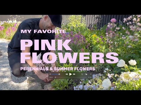 Video: Gorgeous Pink Perennial Flowers - 10 Perennial Plants With Pink Flowers