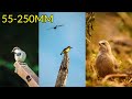Bird Photography with 55-250mm Lens | CANON 55-250MM | 55-250MM LENS