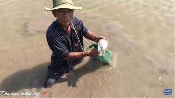 Theo chú 4 giăng lưới bắt cá bãi cát lấp | THÚ VUI MIỀN TÂY. Tập 336