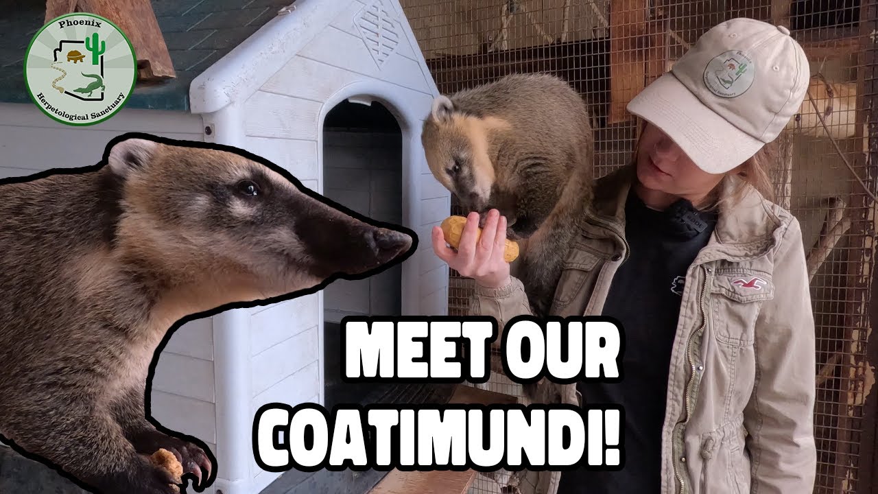Meet our Coatimundi!