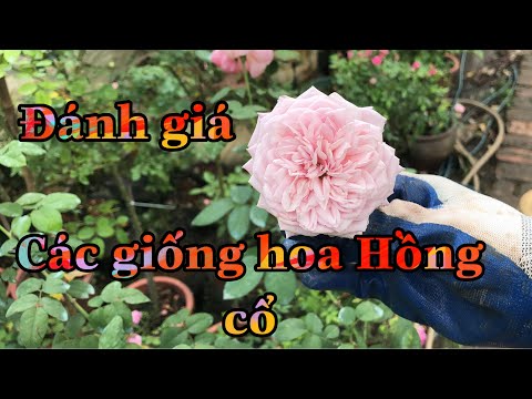 ĐÁNH GIÁ CÁC GIỐNG HOA HỒNG CỔ,CÁC ĐẶC ĐIỂM VỀ HOA HỒNG CỔ.CHUẨN GARDEN TV | Foci