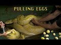 PULLING Burmese Python Eggs, LITERALLY!