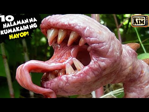 Video: Mga halamang carnivorous: mga larawan at pangalan