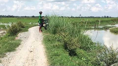 Câu ếch mùa nước nổi