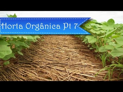 Horta Orgânica Pt7 - Limpeza e remoção das ervas daninhas