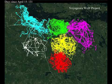 Great illustration of wolf pack territoriality from our GPS collared wolves in 6 different packs in