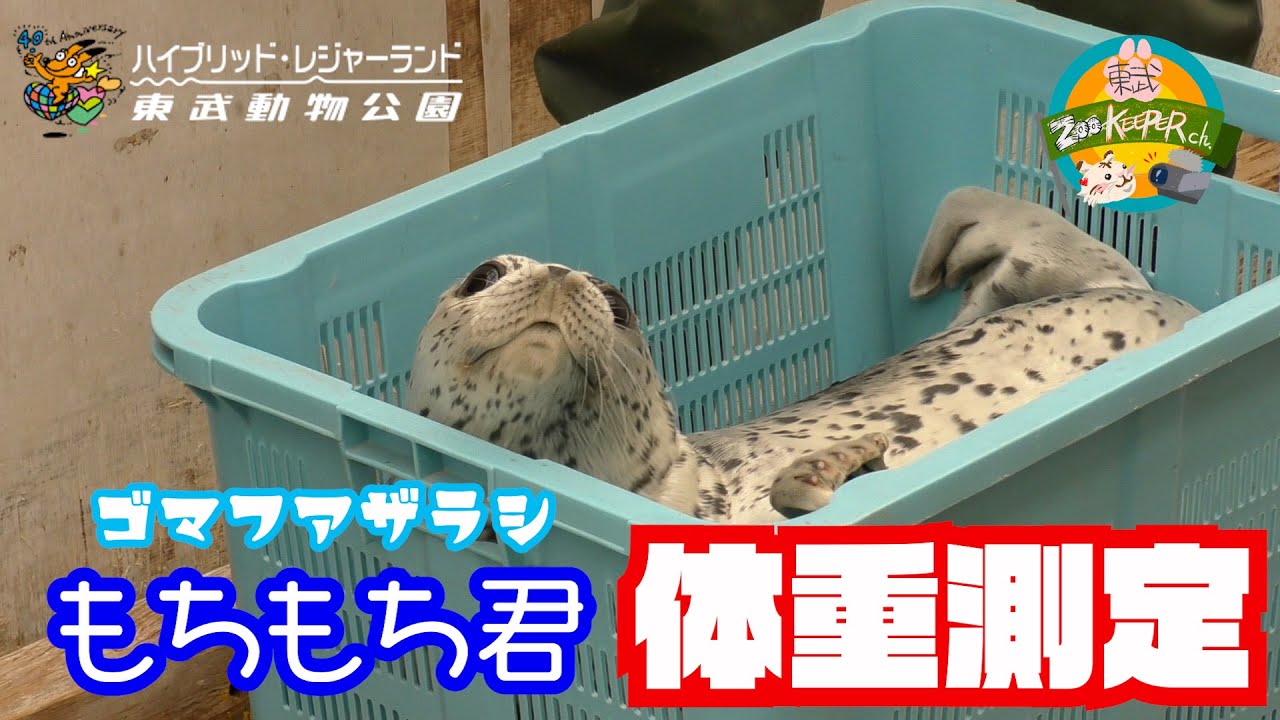 vol3  ゴマフアザラシ　もちもち君　体重測定　 Lv5