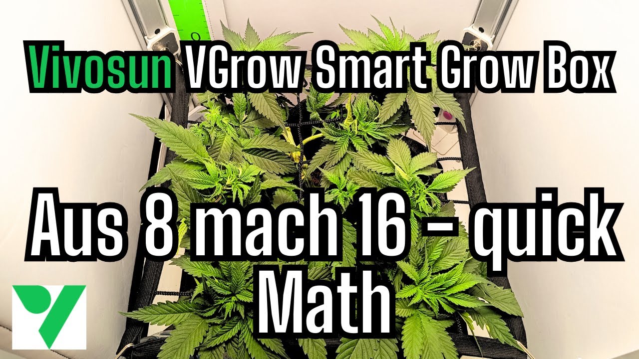 Experiment - Test der VGrow Smart Grow Box von Vivosun - Teil 9 Vorbereitung zum Toppen