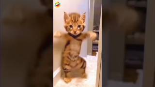 funny cat dance ! wait for end !   #funny #comedy