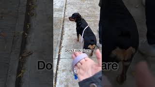 Don't drop it mom 😂❤️ Cute Rottweiler @thisgirlemmaofficial  #shorts #rottweiler #funny