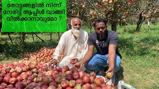 തടടങങളൽ നനന നരടട ആപപൾ വങങ വൽകകനവമ? Apple Plant Kashmeer