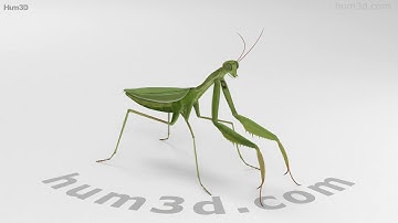Mantis 3D model by 3DModels.org