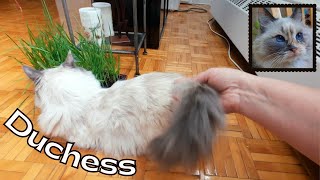 Caress the fluffy cat's tail | 4K