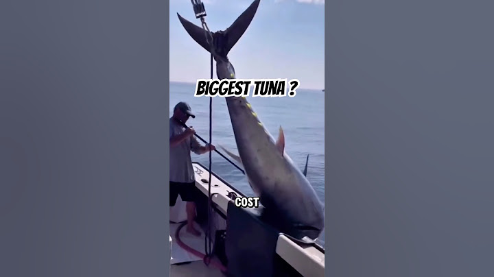 Why Is Canned Tuna Cheap While Restaurant Tuna Costs a Fortune?