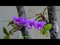 ORCHID CATTLEYA NOBILIOR, ORCHIDS, ORCHIDS ON COCONUT TREES, ORQUÍDEAS EM ÁRVORES, NATURAL BEAUTY