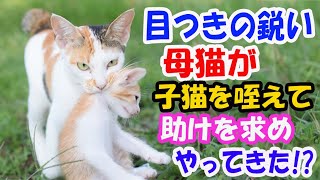 目つきの鋭い母猫が子猫を咥えて助けを求めてきたので子猫を保護したら..【猫の不思議な話】【朗読】