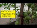 Что делать, если томат "завершковался" и прекратил расти? Выращивать через пасынок! Ольга Чернова