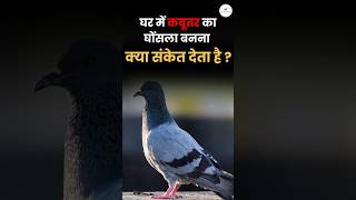 घर में कबूतर का घोषला बनना क्या संकेत देता है? #negativeenergy #spiritualgrowth #financialcrisis