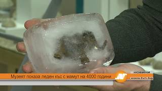 Музеят Показа Леден Къс С Мамут На 4000 Години