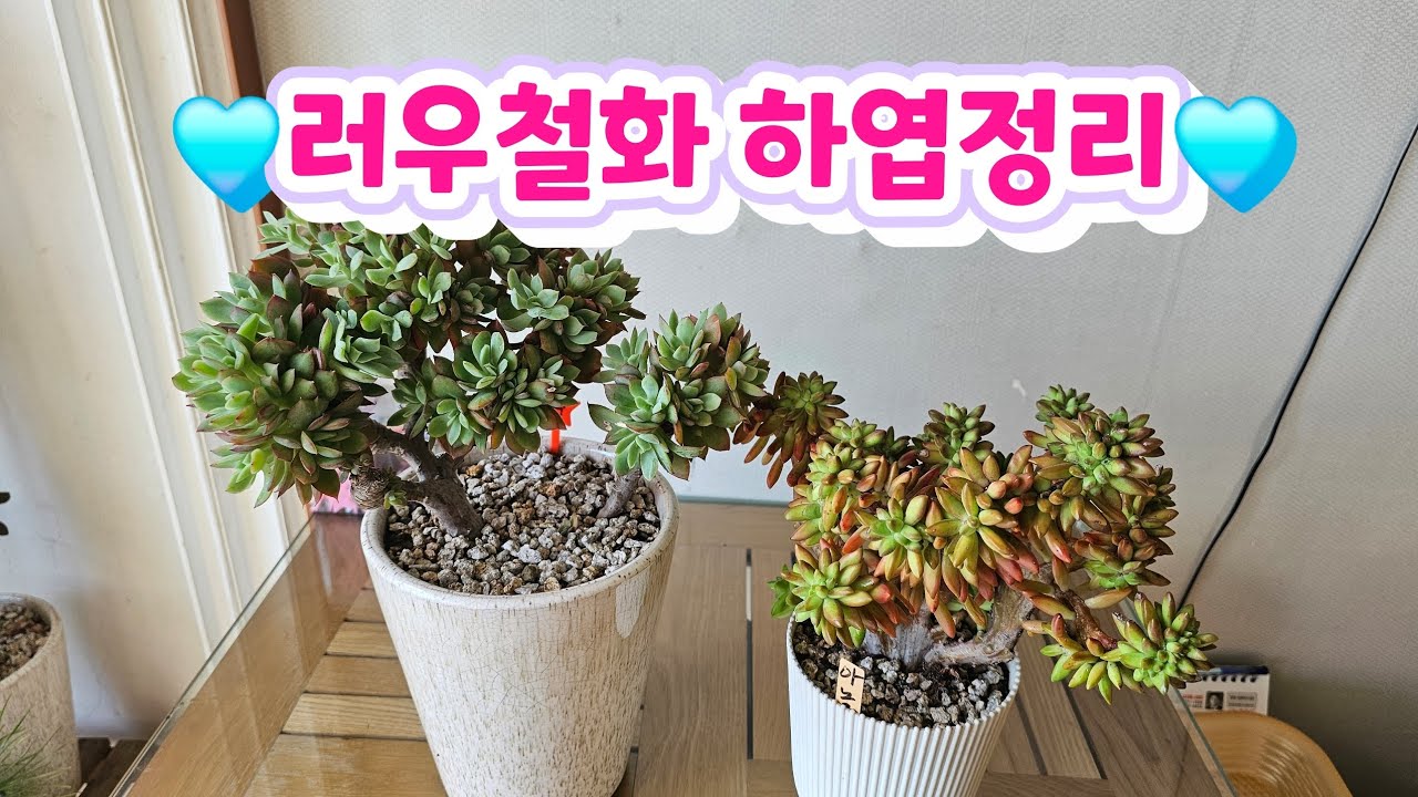 🌸술래랑 놀아요~~~🤗🌸